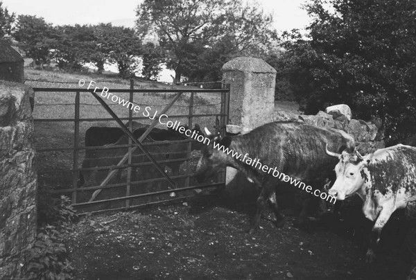 COWS INSIDE GATE